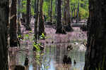 Eastern purple bladderwort